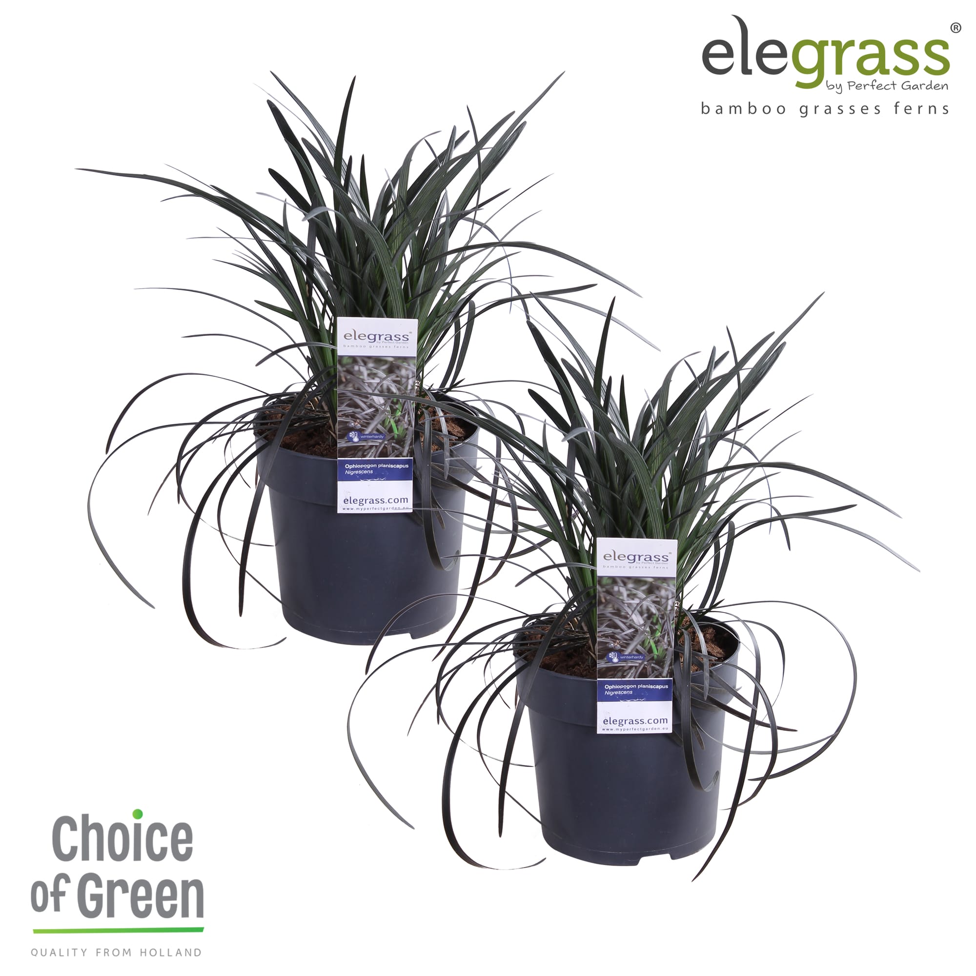 Duo Ophiopogon planiscapus Nigrescens ↑ 40 cm ⌀ 14 cm