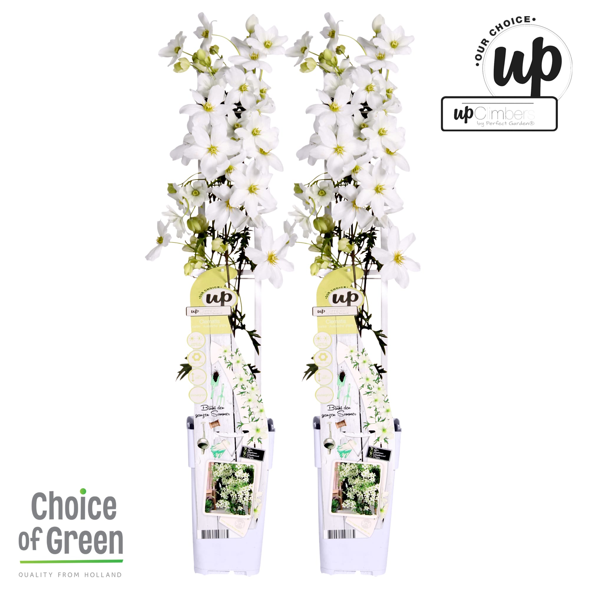 Duo Clematis Avalanche rek ↑ 60 cm ⌀ 15 cm