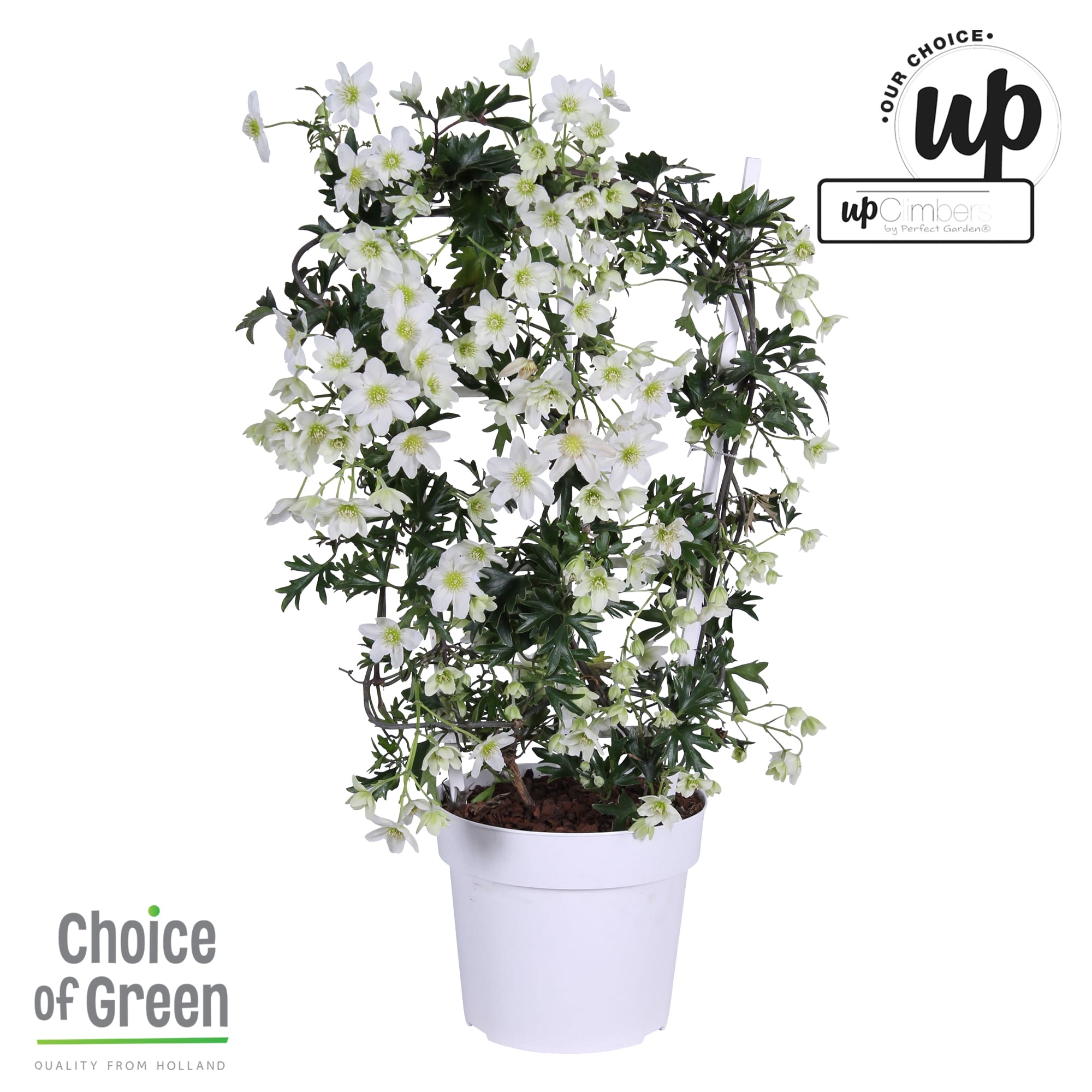 Clematis Avalanche rek ↑ 60 cm ⌀ 19 cm