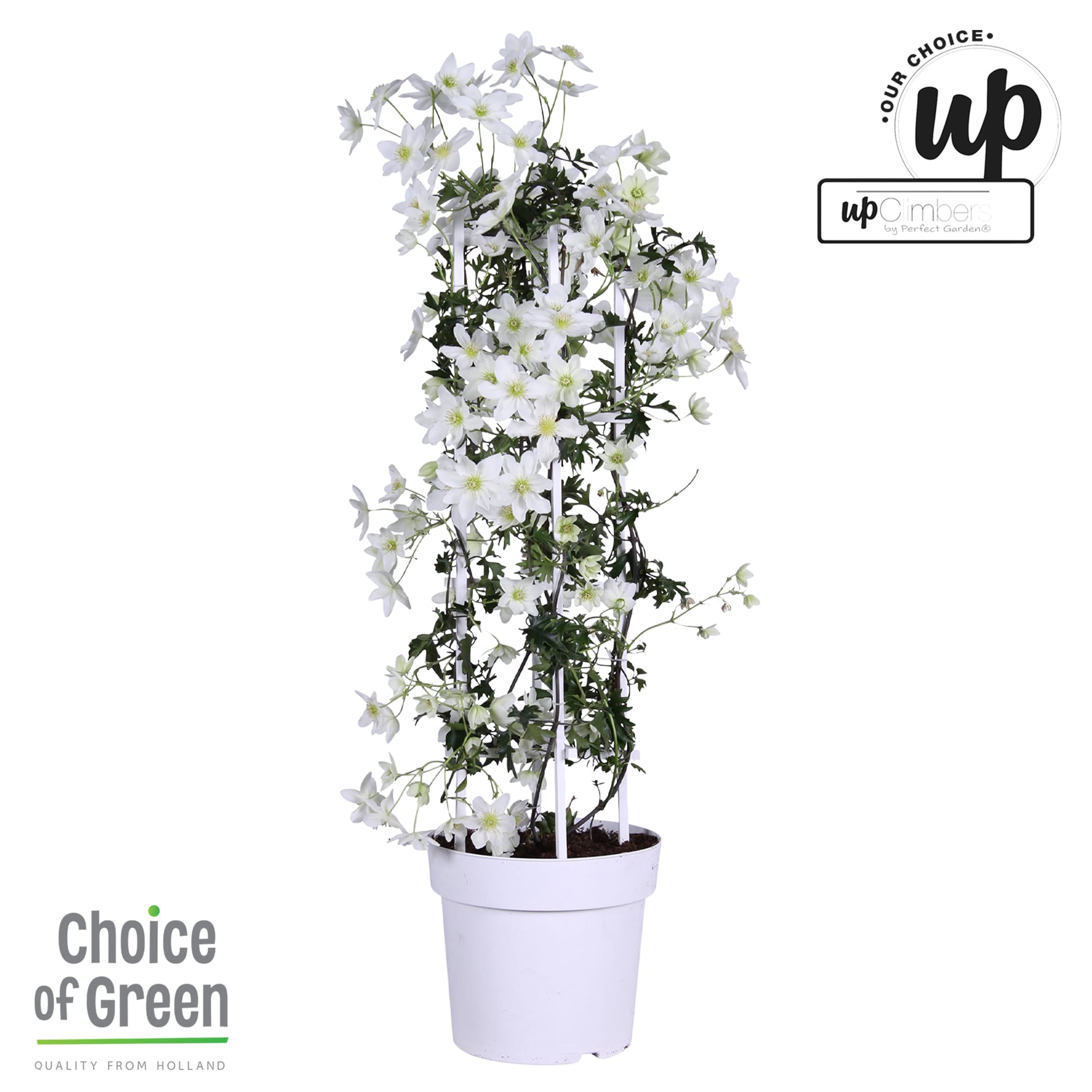 Clematis Avalanche kolom rek ↑ 80 cm ⌀ 23 cm