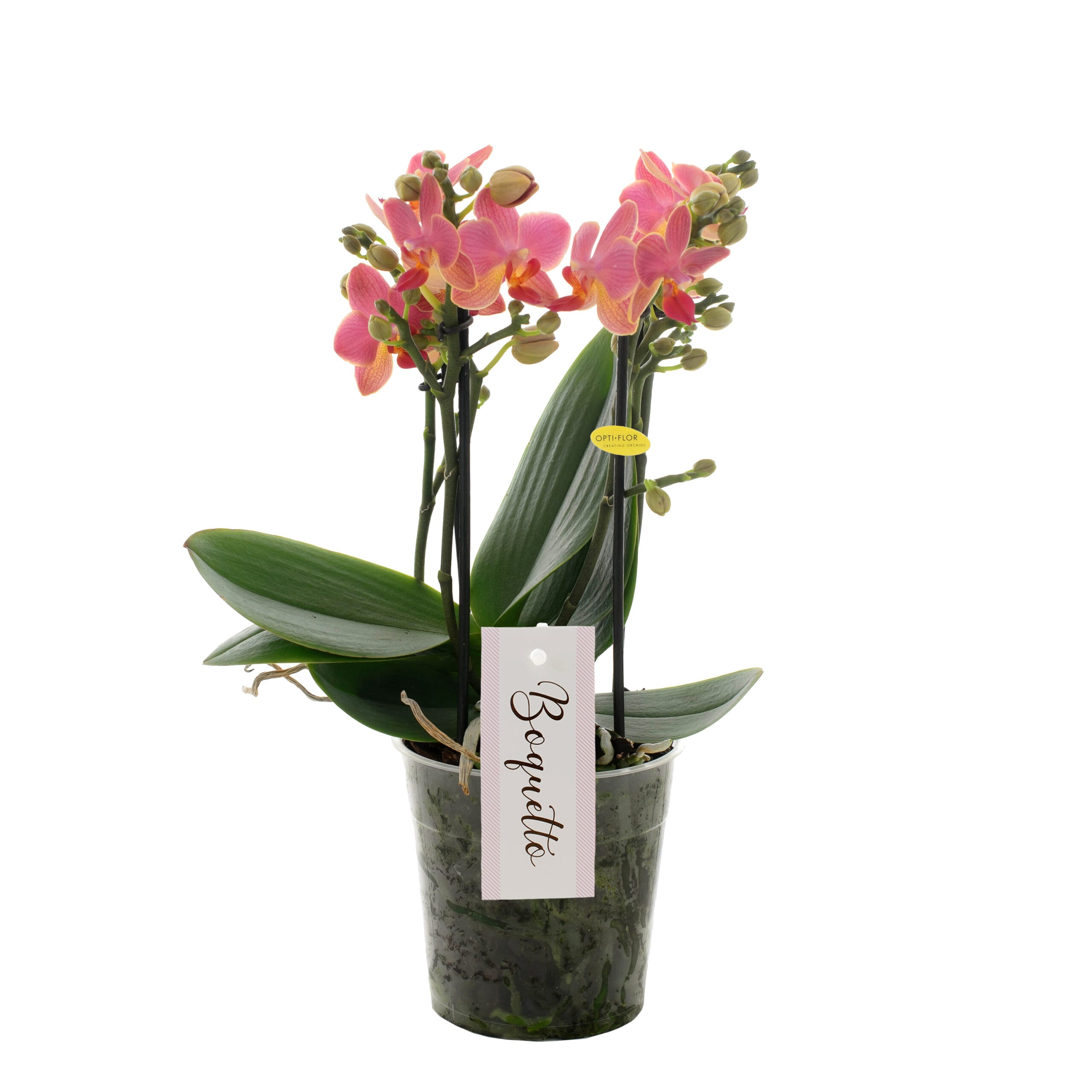 Orchidee Boquetto Charme 3-5 tak ↑ 40 cm ⌀ 12 cm