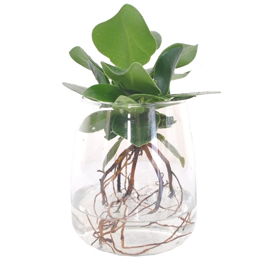 Clusia in Kingston Glas ↑ 35 cm ⌀ 12 cm