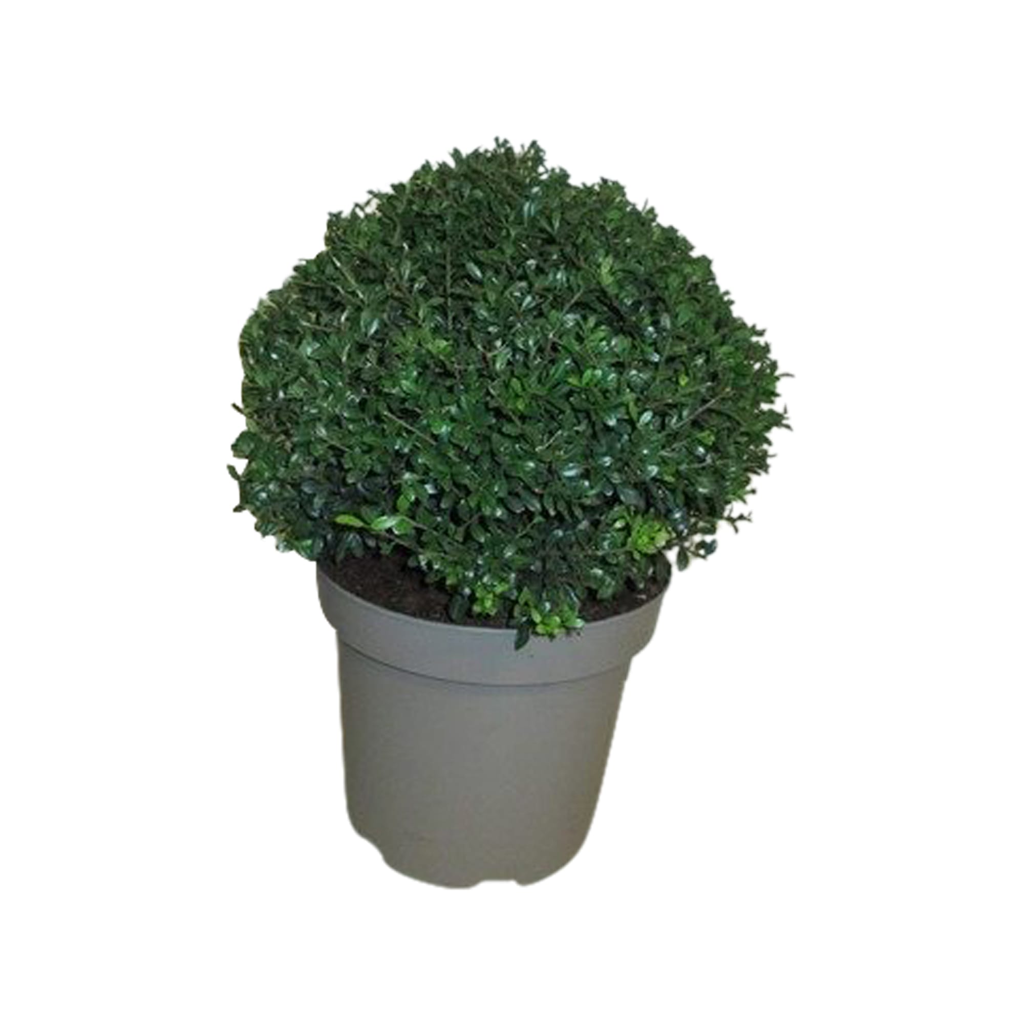 Ilex crenata Stokes (bol) ↑ 30 cm ⌀ 26 cm
