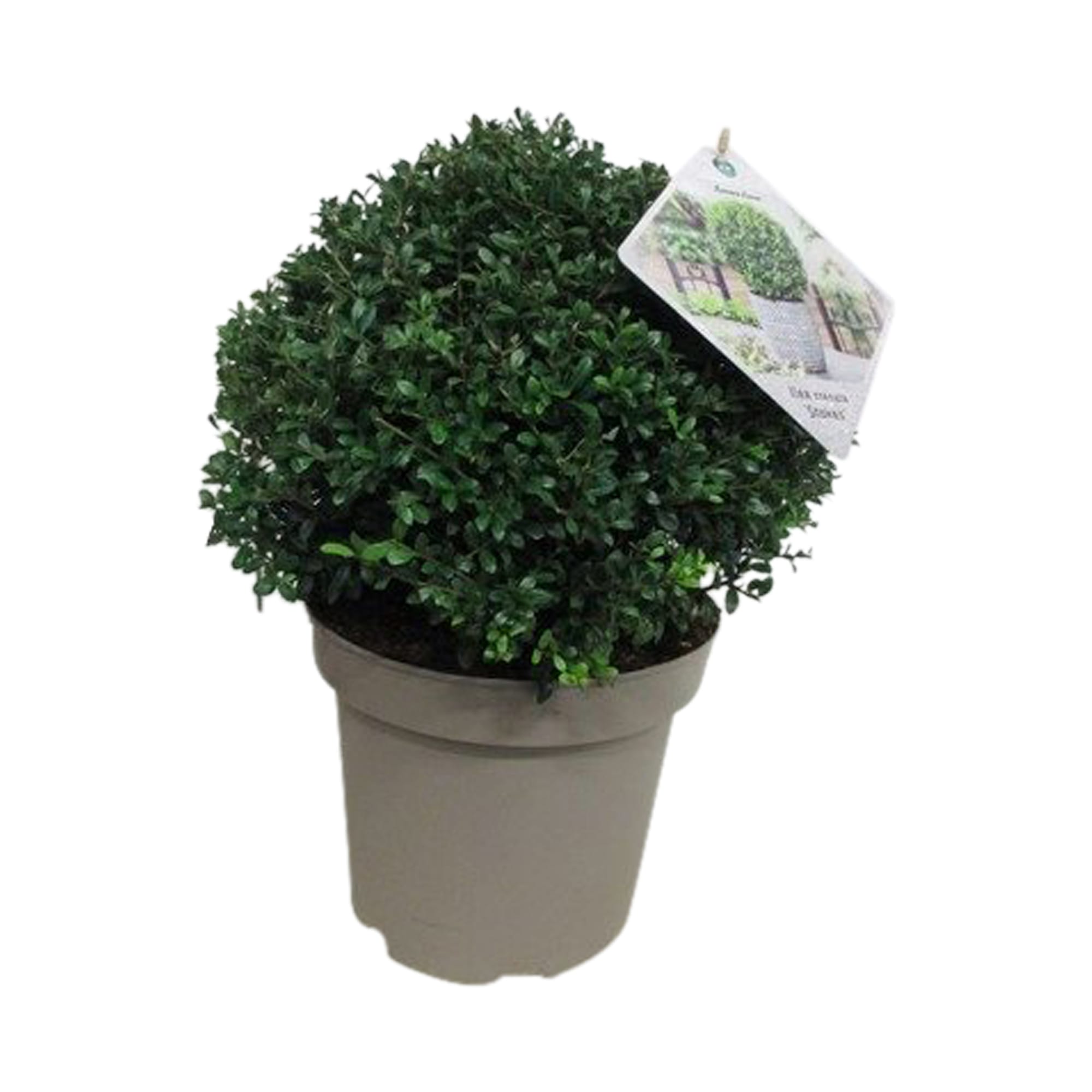 Ilex crenata Stokes (bol) ↑ 30 cm ⌀ 26 cm - Afbeelding 3