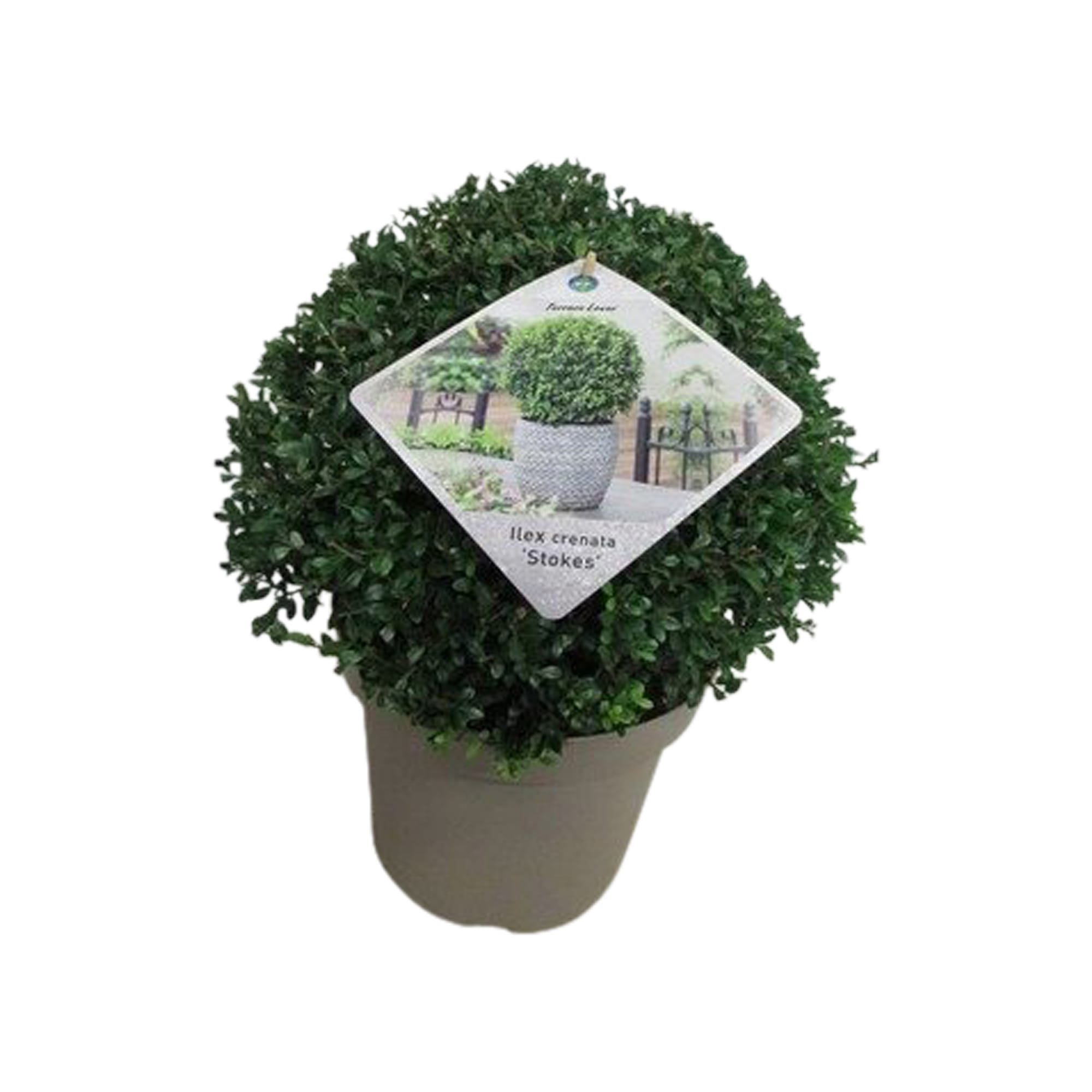 Ilex crenata Stokes (bol) ↑ 30 cm ⌀ 26 cm - Afbeelding 4