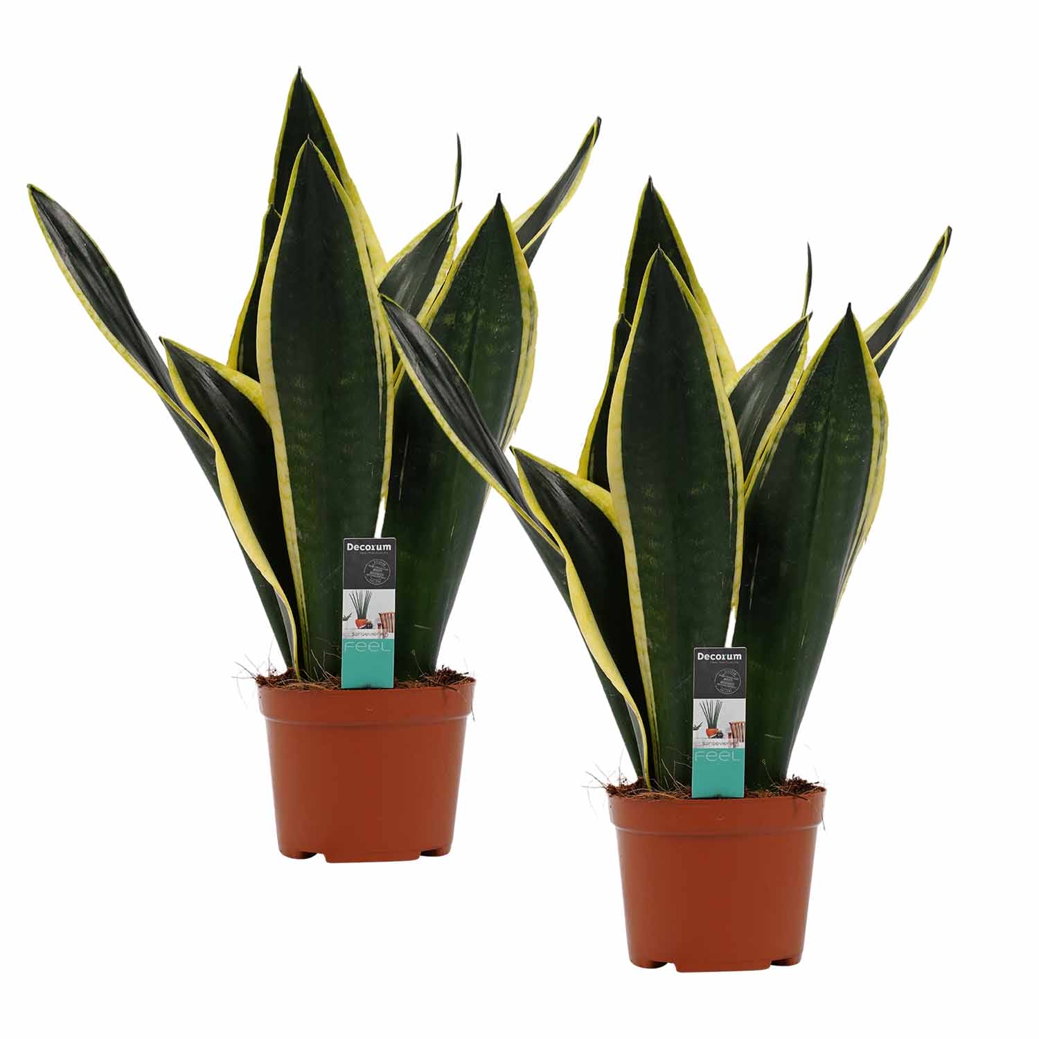 Duo Sansevieria Fyer ↑ 50 cm ⌀ 14 cm