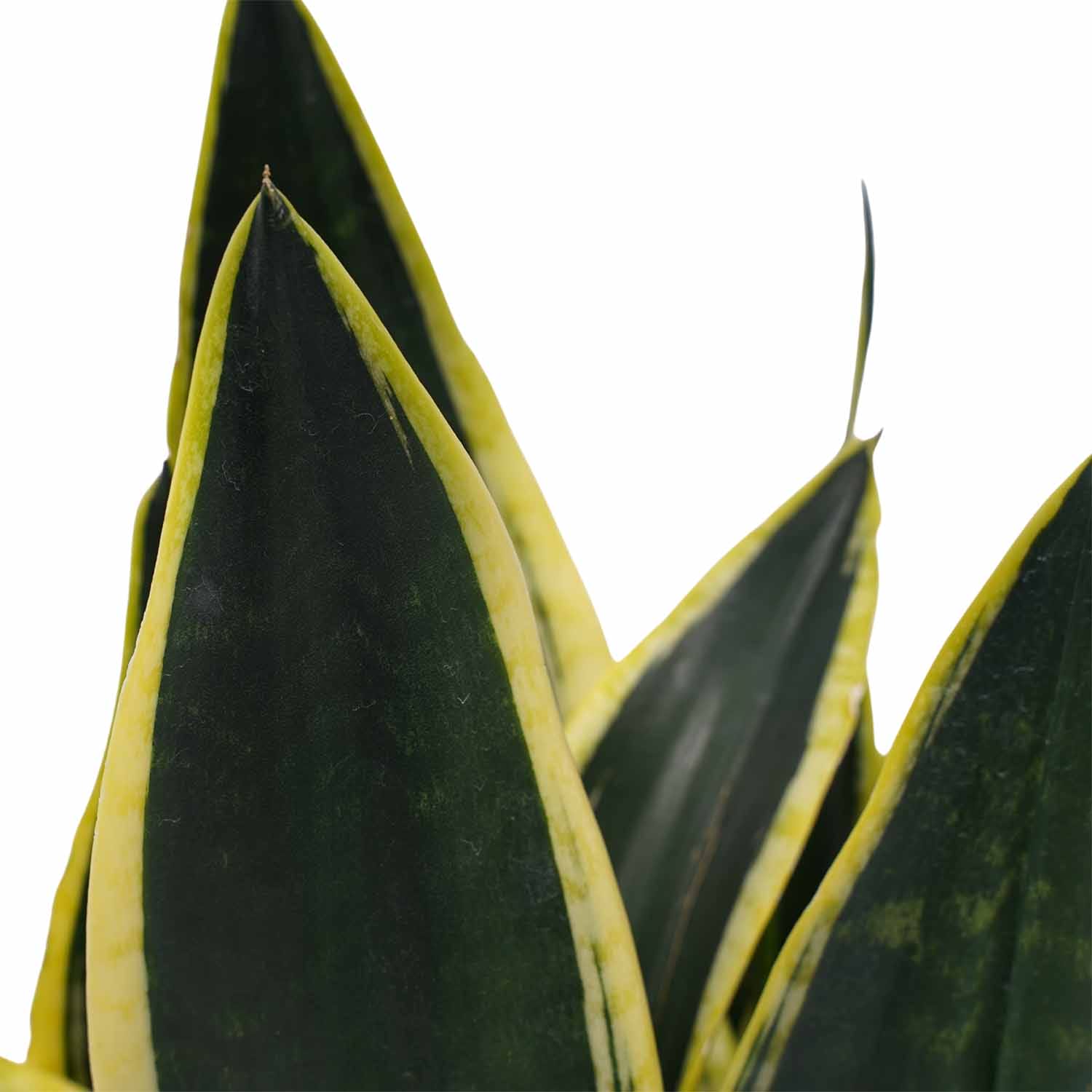 Duo Sansevieria Fyer ↑ 50 cm ⌀ 14 cm - Afbeelding 3