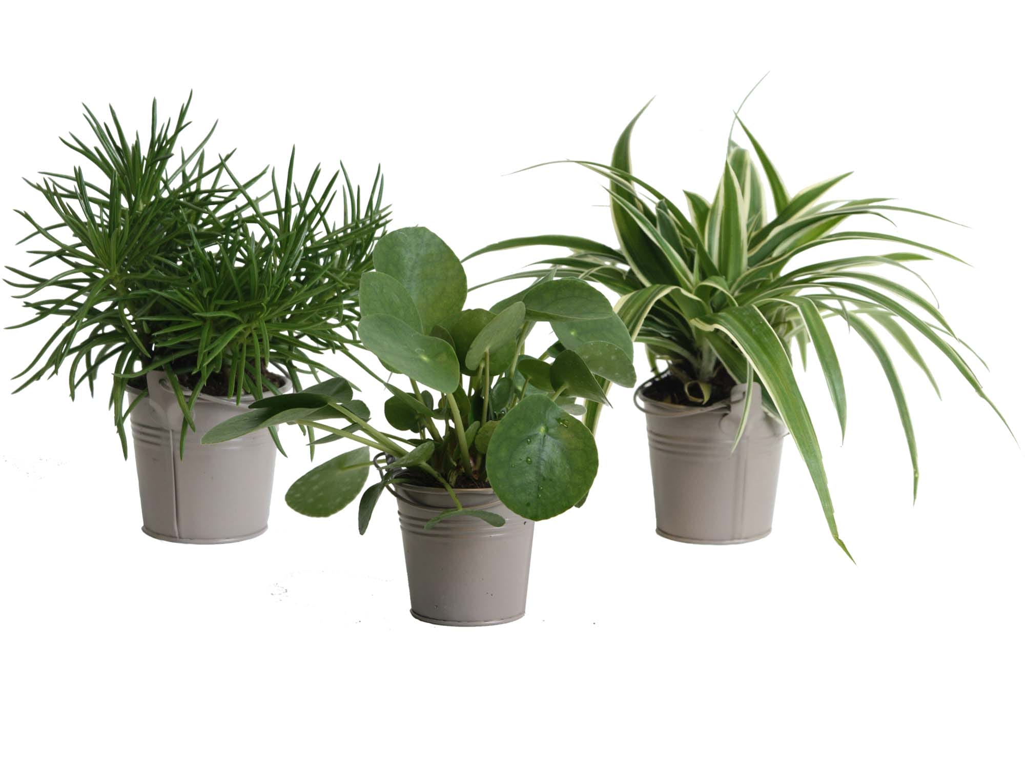 Mini Green | Trio Eden Colection (taupe) ↑ 15 cm ⌀ 10 cm