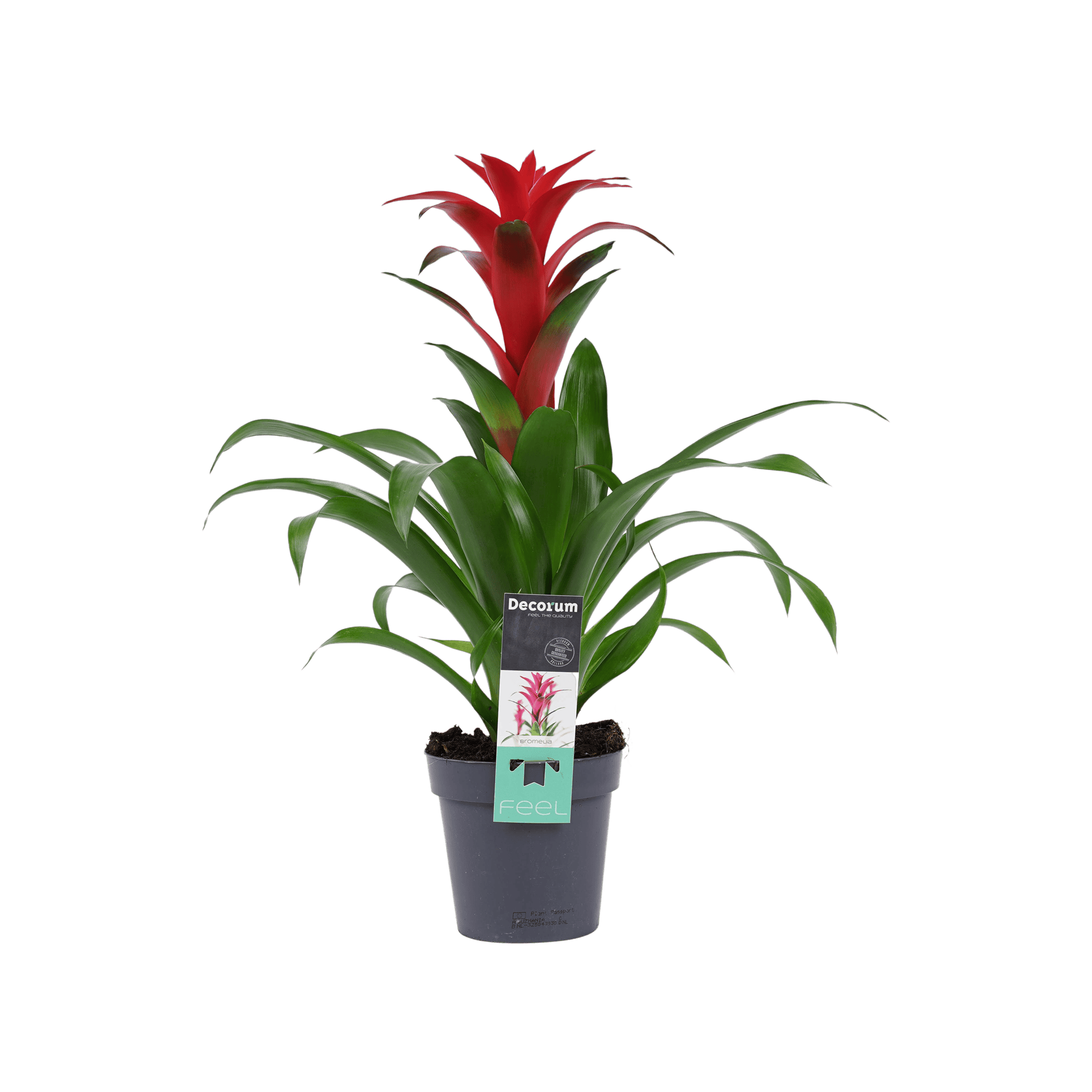 Bromelia Guzmania Calypso ↑ 50 cm ⌀ 13 cm