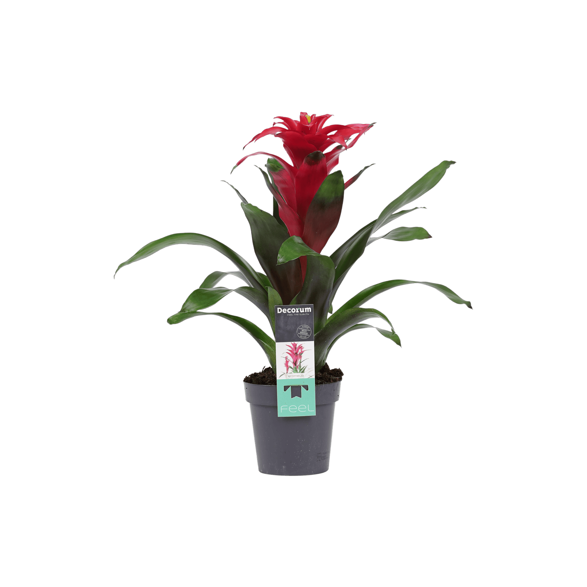 Bromelia Guzmania Optima Rood ↑ 40 cm ⌀ 13 cm