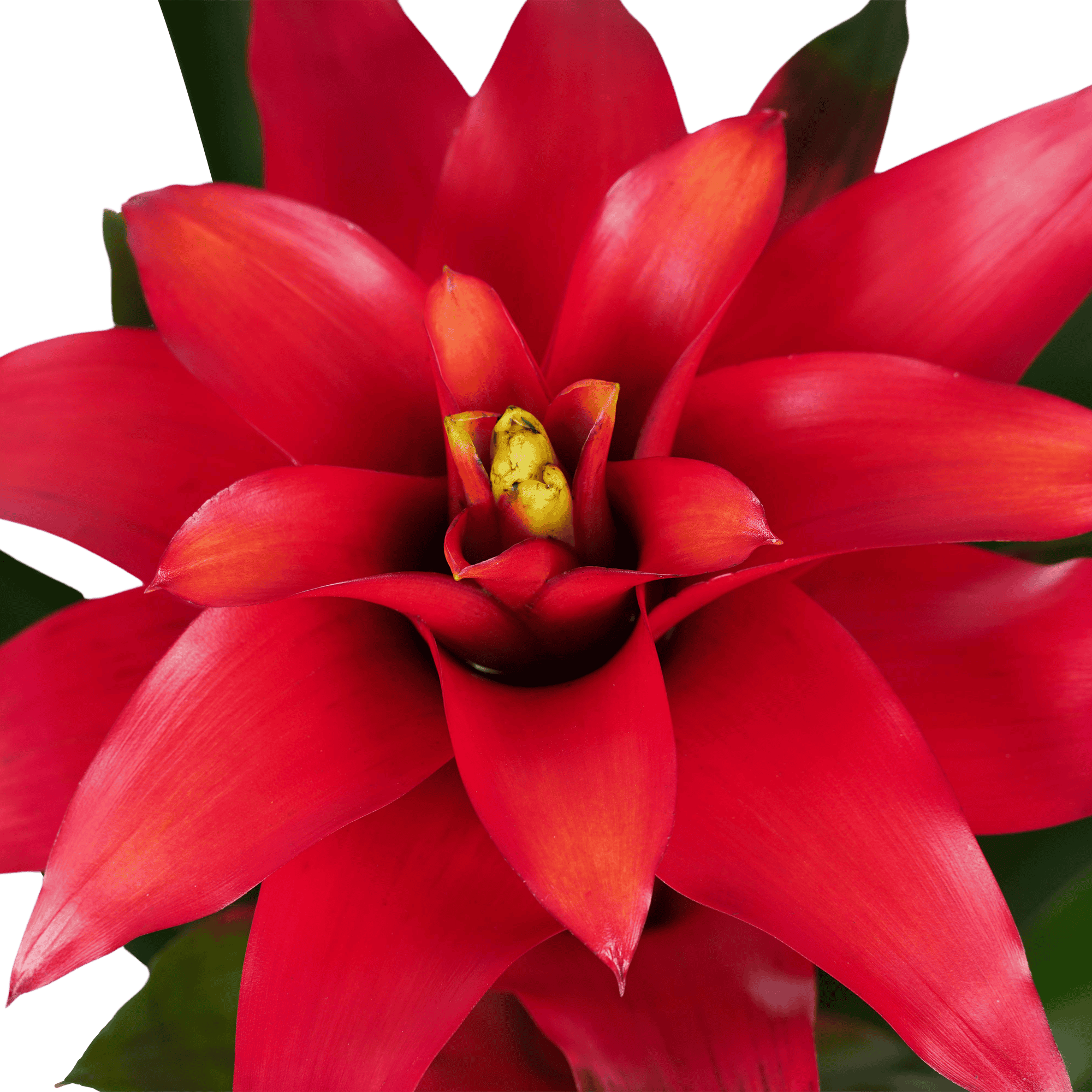 Bromelia Guzmania Optima Rood ↑ 40 cm ⌀ 13 cm - Afbeelding 3