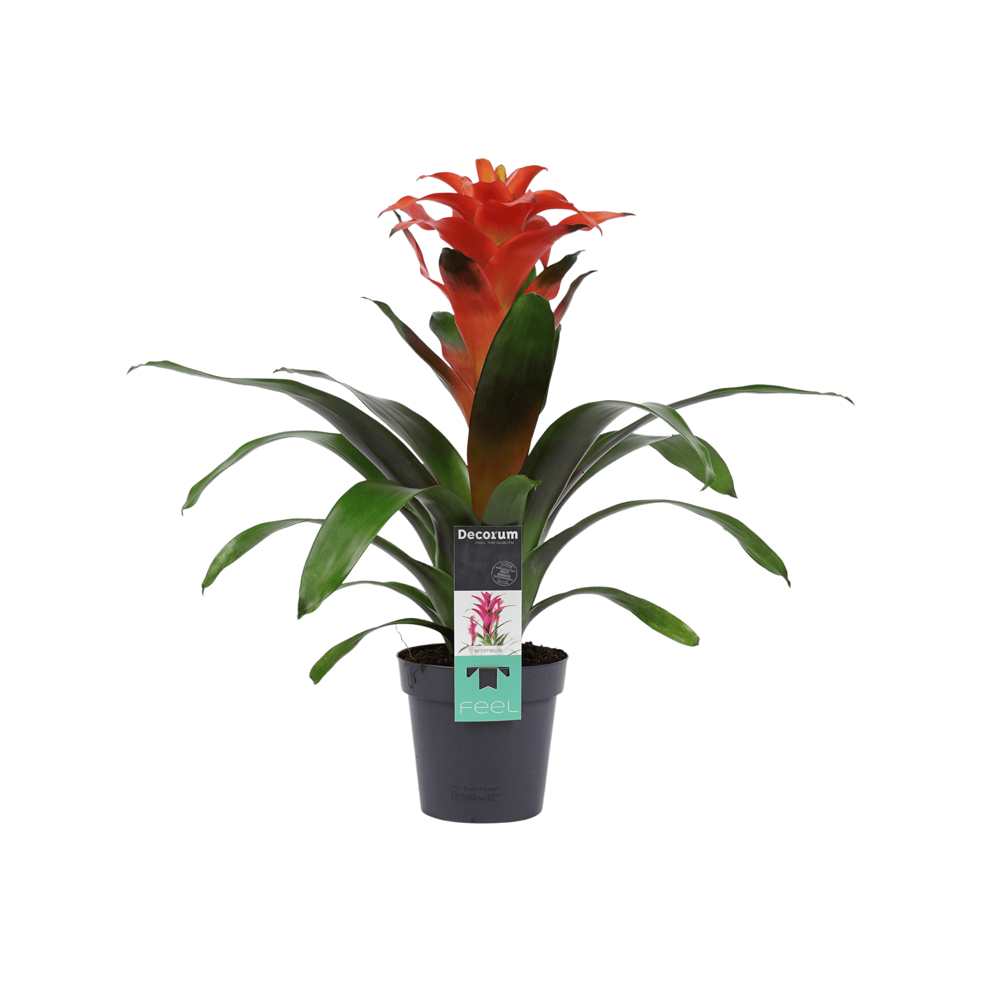 Bromelia Guzmania Tutti Frutti ↑ 40 cm ⌀ 13 cm