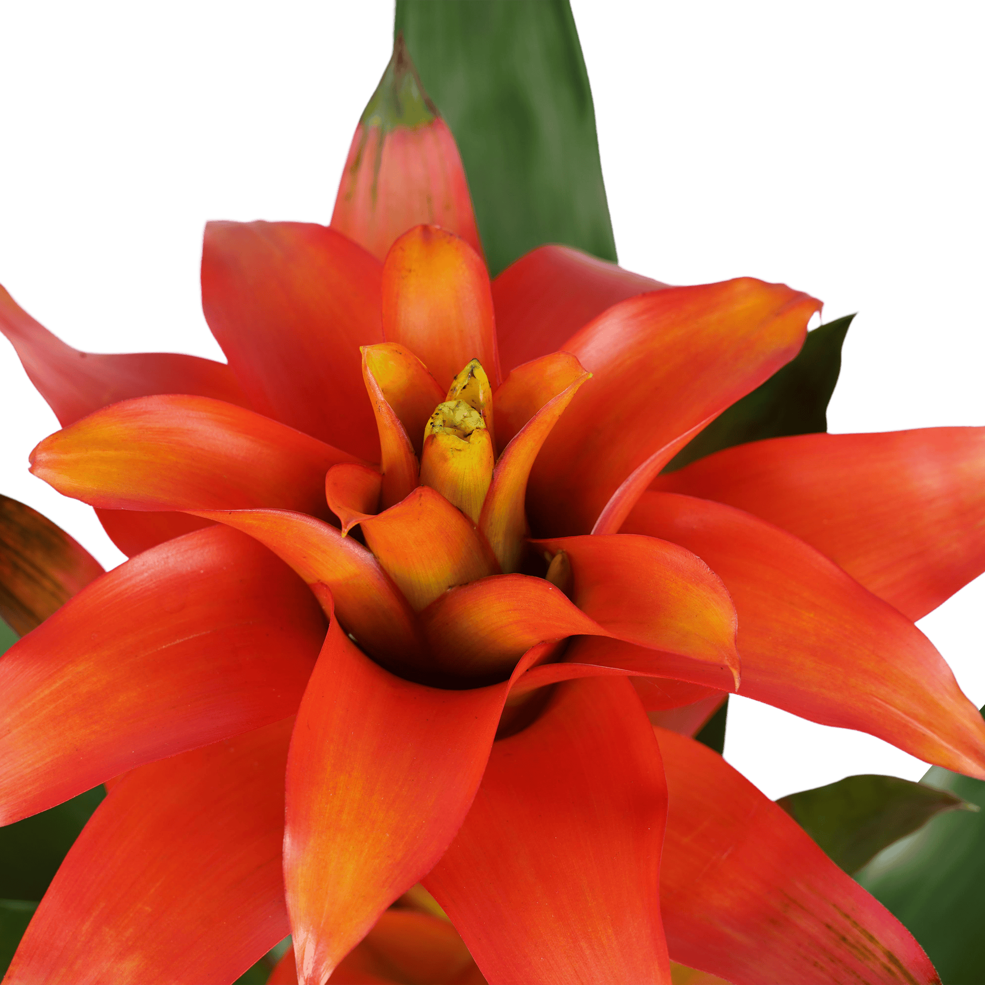 Bromelia Guzmania Tutti Frutti ↑ 40 cm ⌀ 13 cm - Afbeelding 3