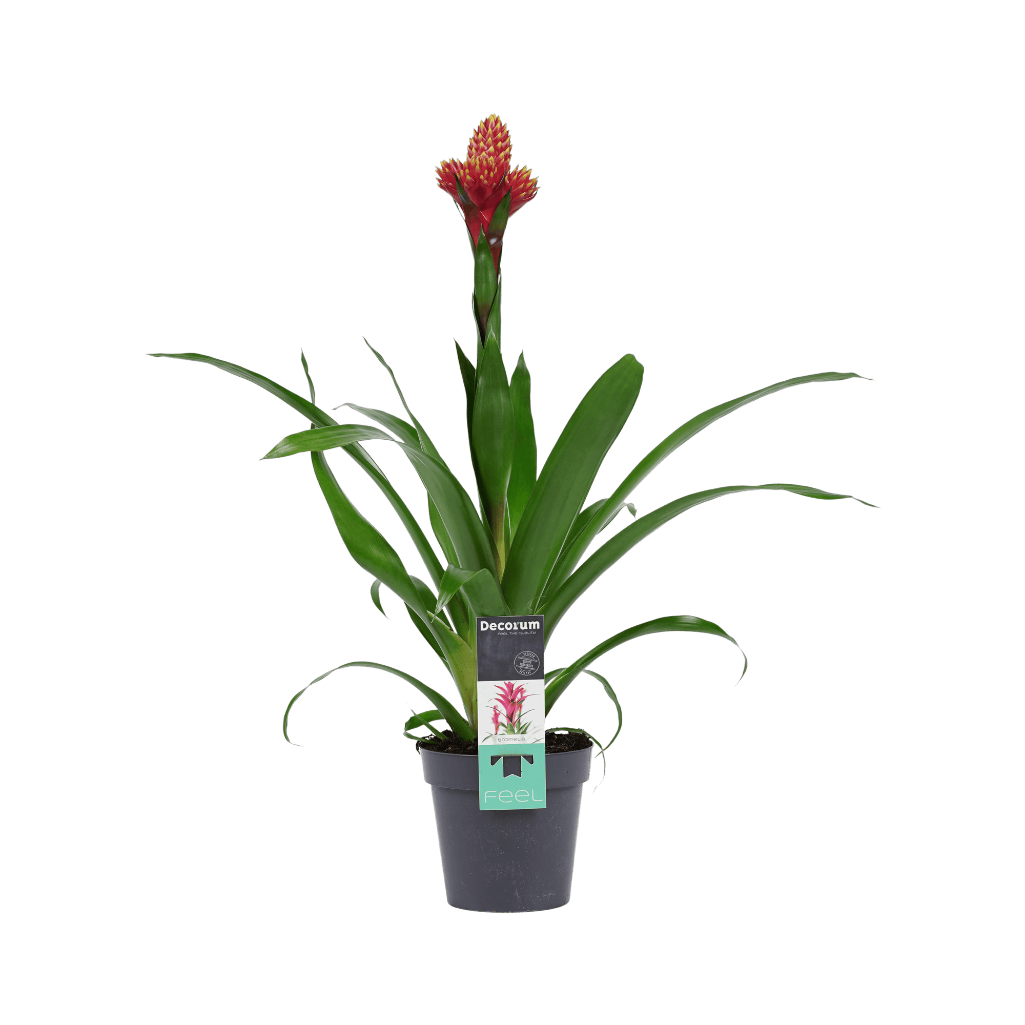Bromelia Guzmania Mixxta ↑ 60 cm ⌀ 13 cm