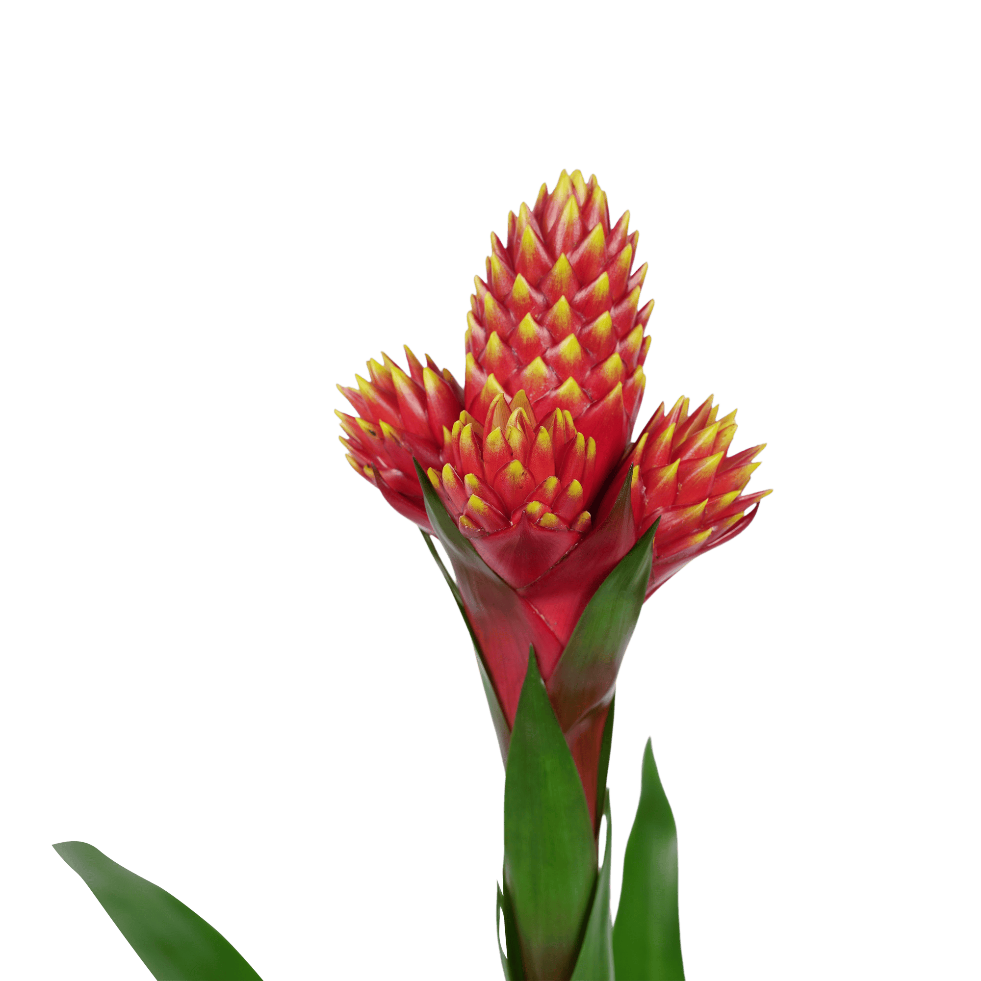 Bromelia Guzmania Mixxta ↑ 60 cm ⌀ 13 cm - Afbeelding 3