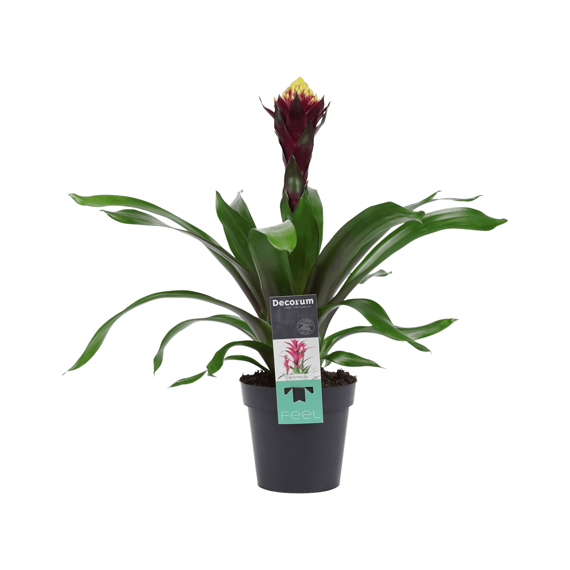 Bromelia Guzmania Alto ↑ 55 cm ⌀ 13 cm