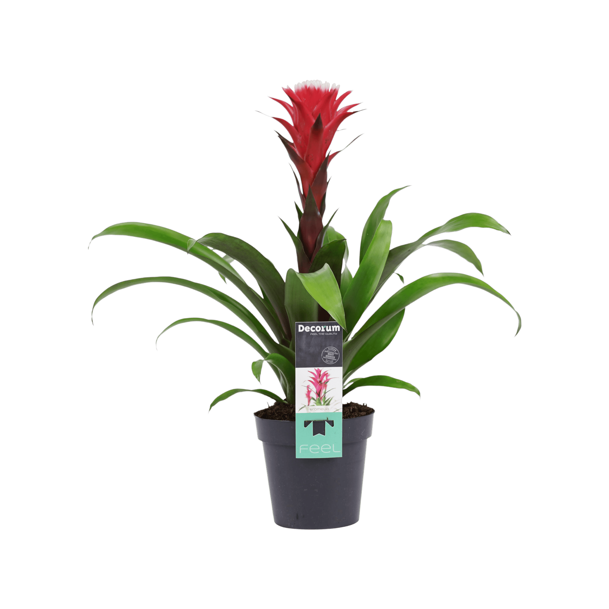 Bromelia Guzmania Hope Rood-Wit ↑ 45 cm ⌀ 13 cm