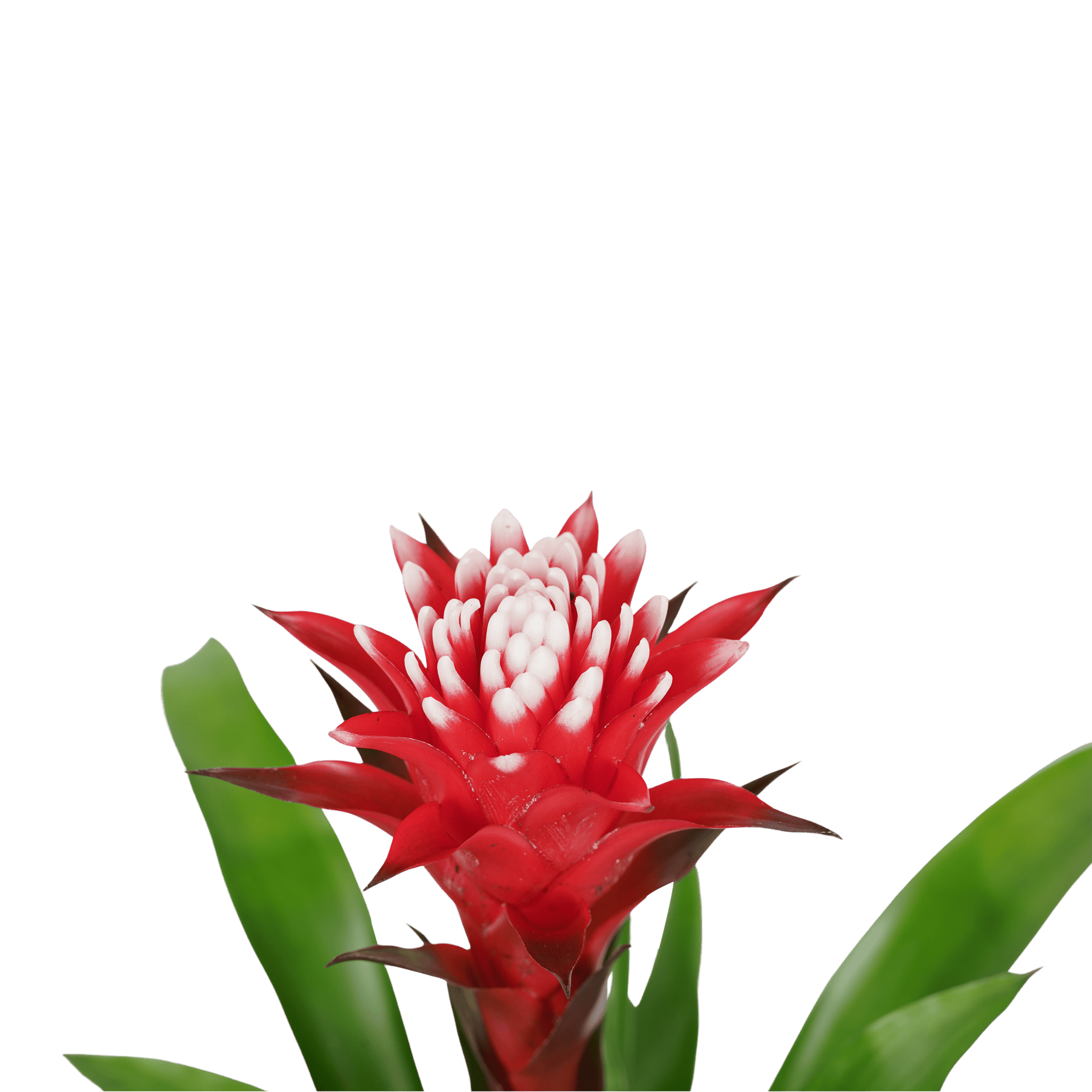 Bromelia Guzmania Hope Rood-Wit ↑ 45 cm ⌀ 13 cm - Afbeelding 3
