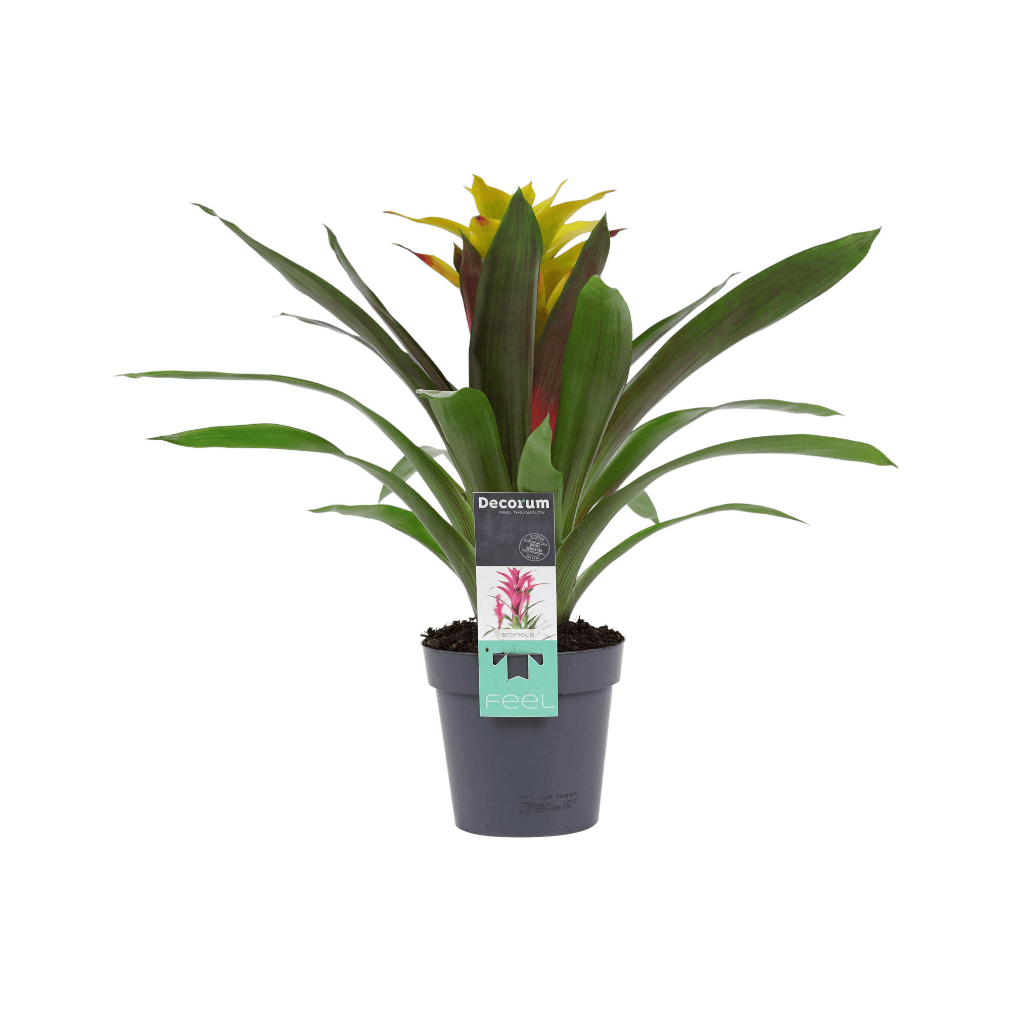 Bromelia Guzmania Fancy ↑ 40 cm ⌀ 13 cm
