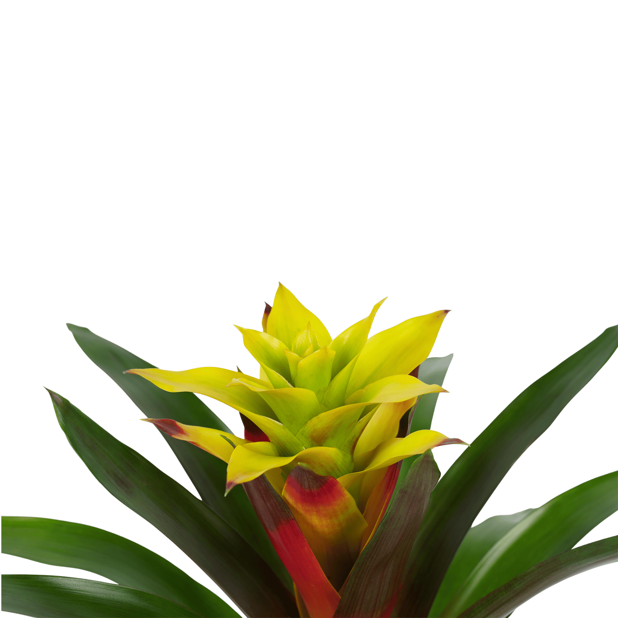 Bromelia Guzmania Fancy ↑ 40 cm ⌀ 13 cm - Afbeelding 3