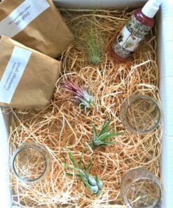 luchtplantjes DIY pakket glazen potjes 3