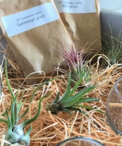 luchtplantjes DIY pakket glazen potjes 4