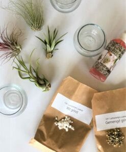 luchtplantjes DIY pakket glazen potjes