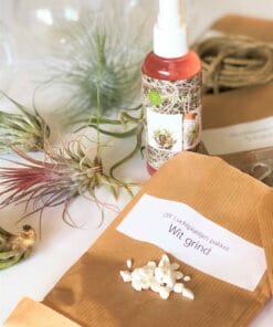 luchtplantjes DIY pakket hangers 2