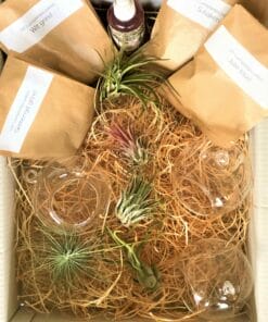 luchtplantjes DIY pakket hangers 3