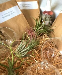 luchtplantjes DIY pakket hangers 4