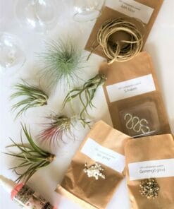 luchtplantjes DIY pakket hangers