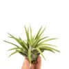 tillandsia abdita