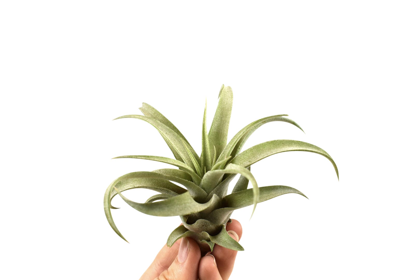 tillandsia capitata