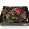 tillandsia luchtplantjes mix doosje grootverpakking voordeel