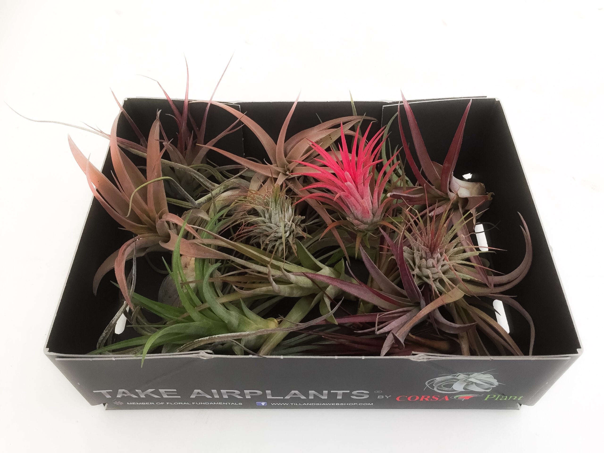 tillandsia luchtplantjes mix doosje grootverpakking voordeel