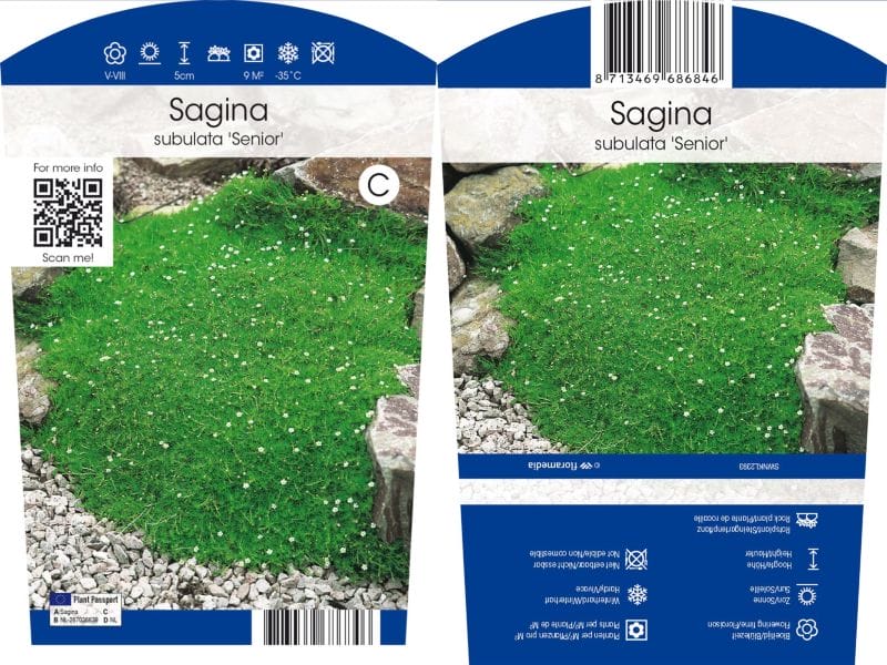 Sagina subulata Senior Mos - 6 stuks ↑ 5 cm ⌀ 11 cm