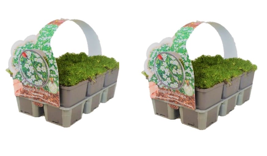 Sagina Subulata Supreme Mos - 12 stuks ↑ 5 cm ⌀ 9 cm
