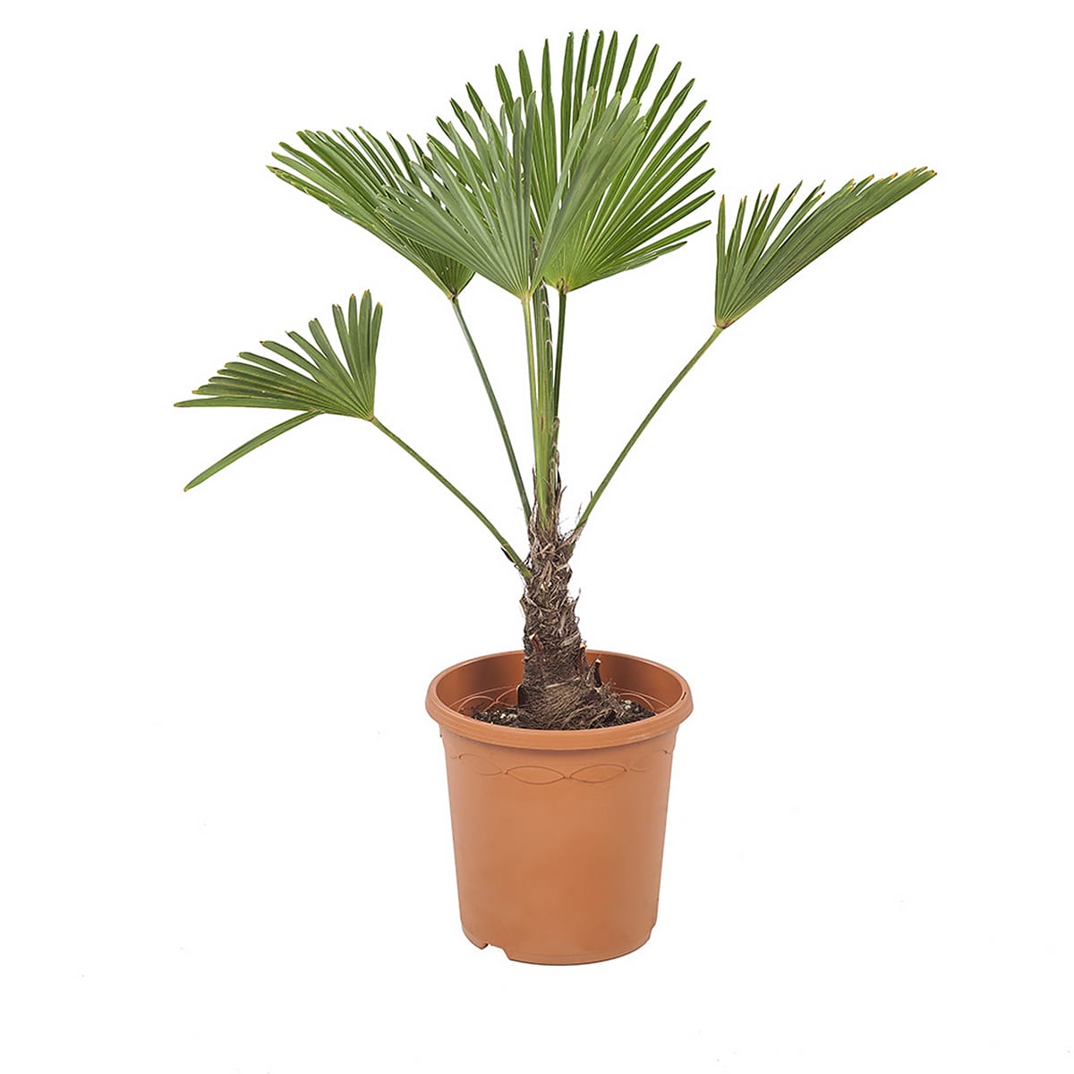 Trachycarpus Wagneriana ↑ 75 cm ⌀ 23 cm