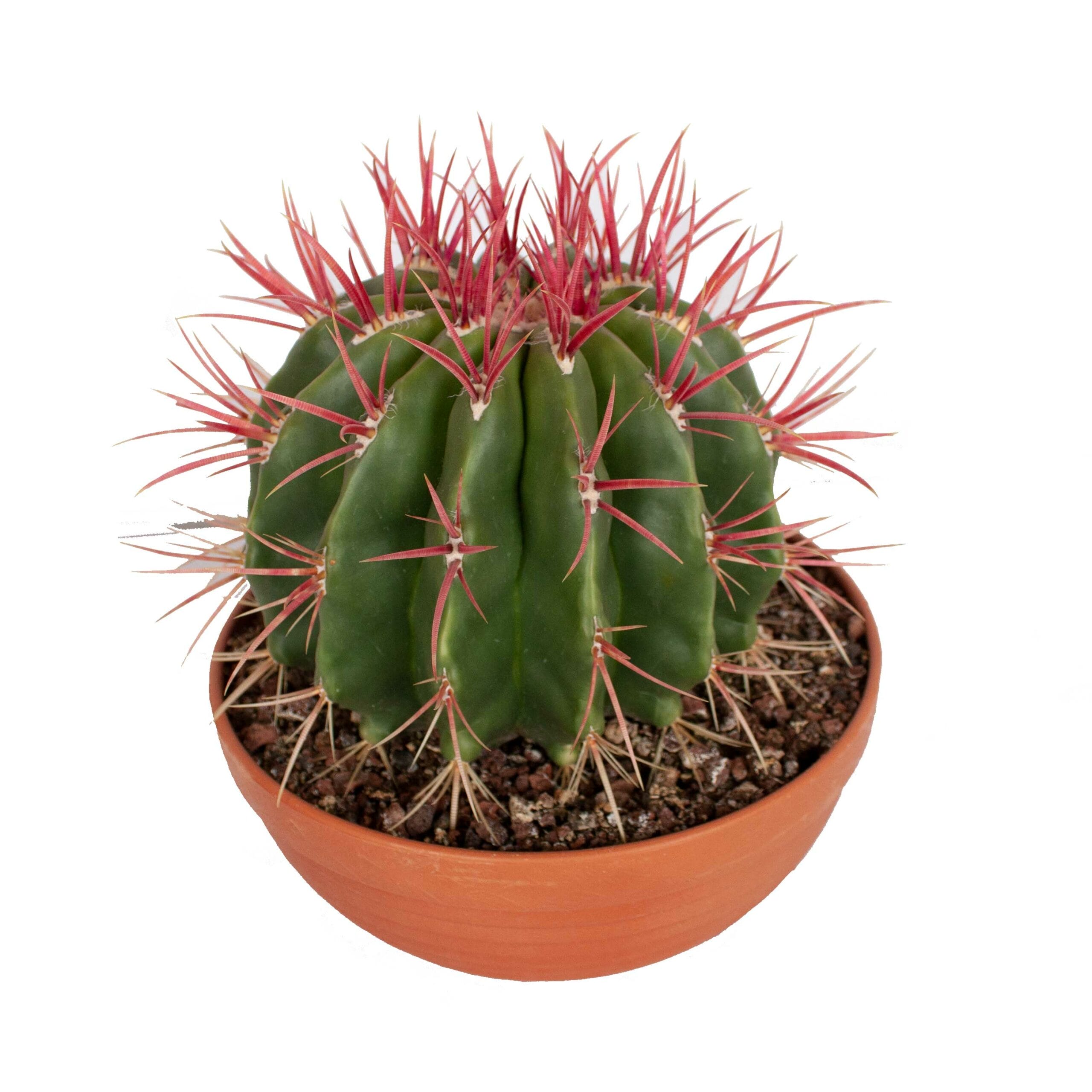 Ferocactus stainesii in schaal ↑ 23 cm ⌀ 25 cm