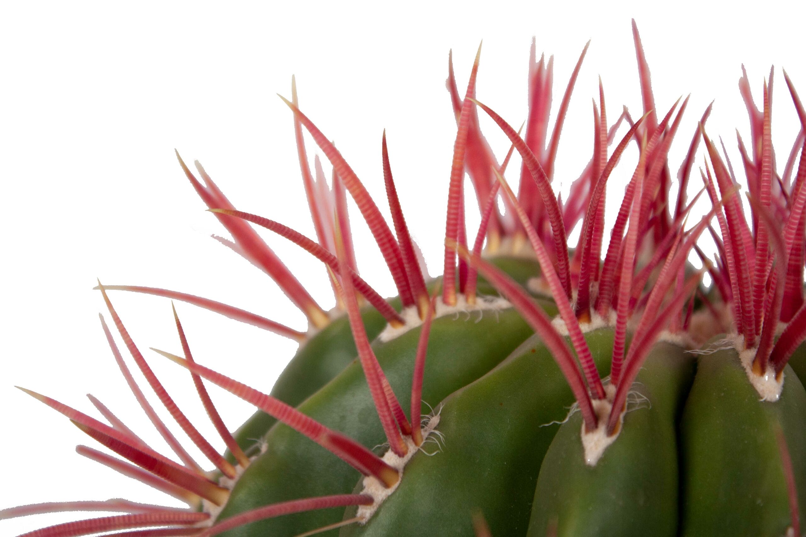 Ferocactus stainesii in schaal ↑ 23 cm ⌀ 25 cm - Afbeelding 3