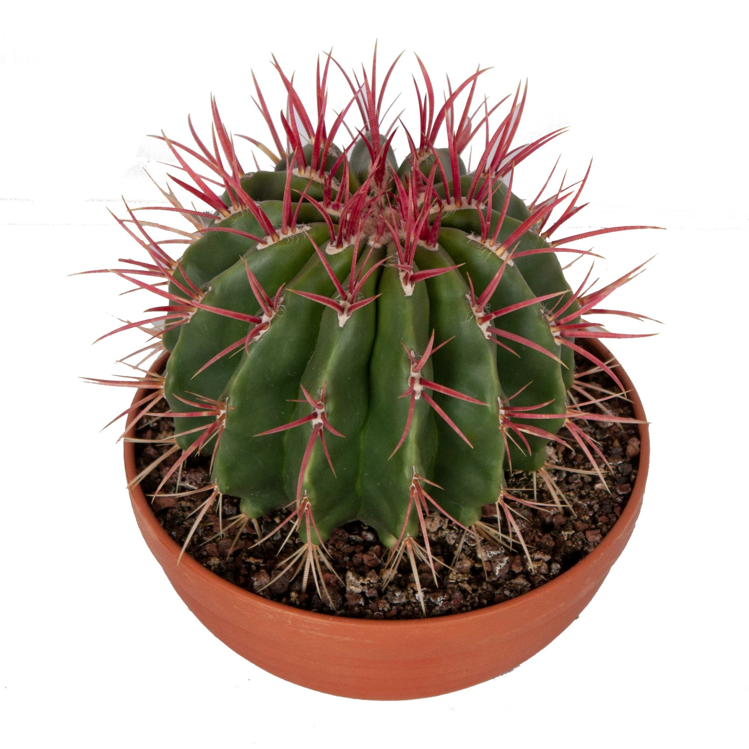 Ferocactus stainesii in schaal ↑ 23 cm ⌀ 25 cm - Afbeelding 4