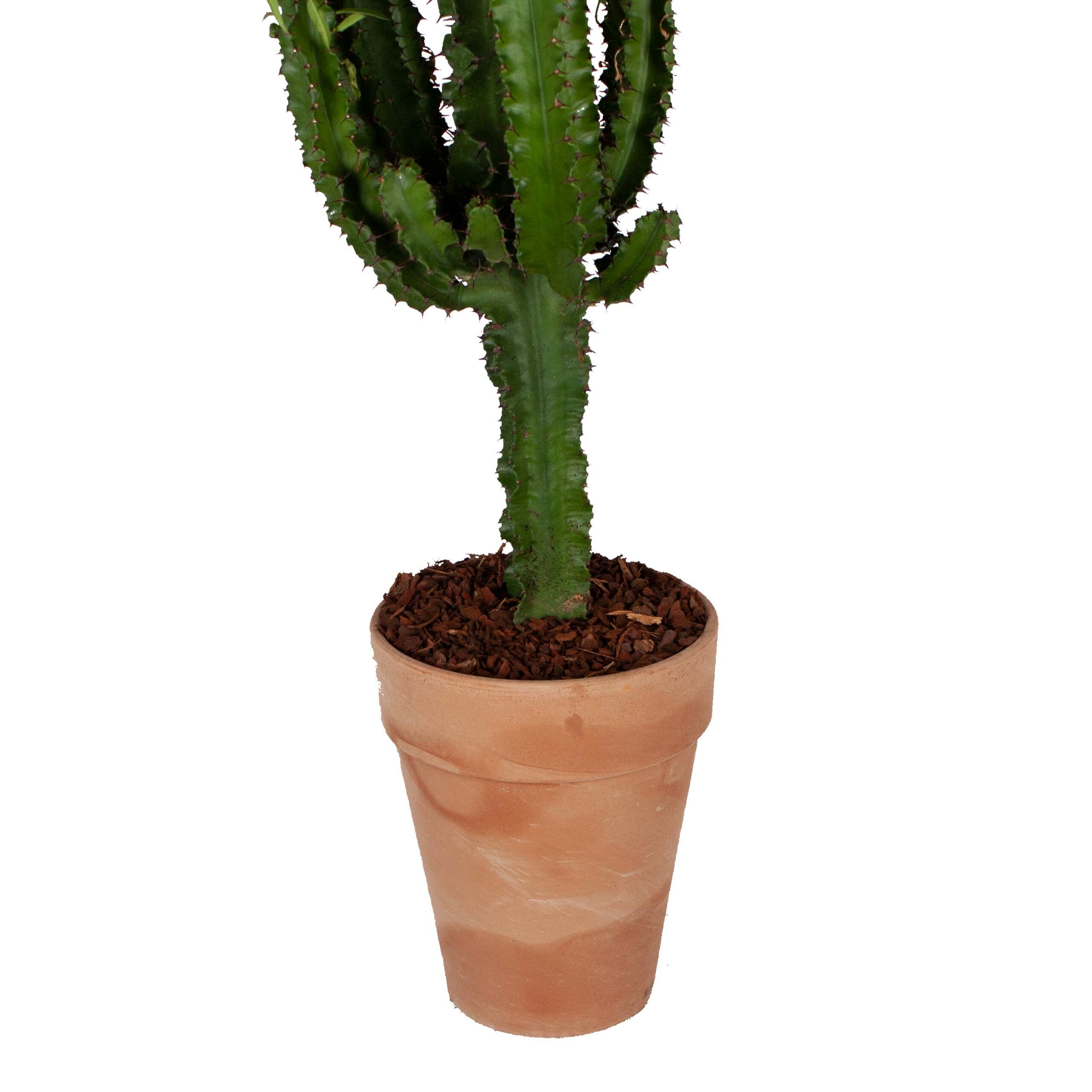 Euphorbia erytrea in toscaanse sierpot met bark ↑ 90 cm ⌀ 20 cm - Afbeelding 3