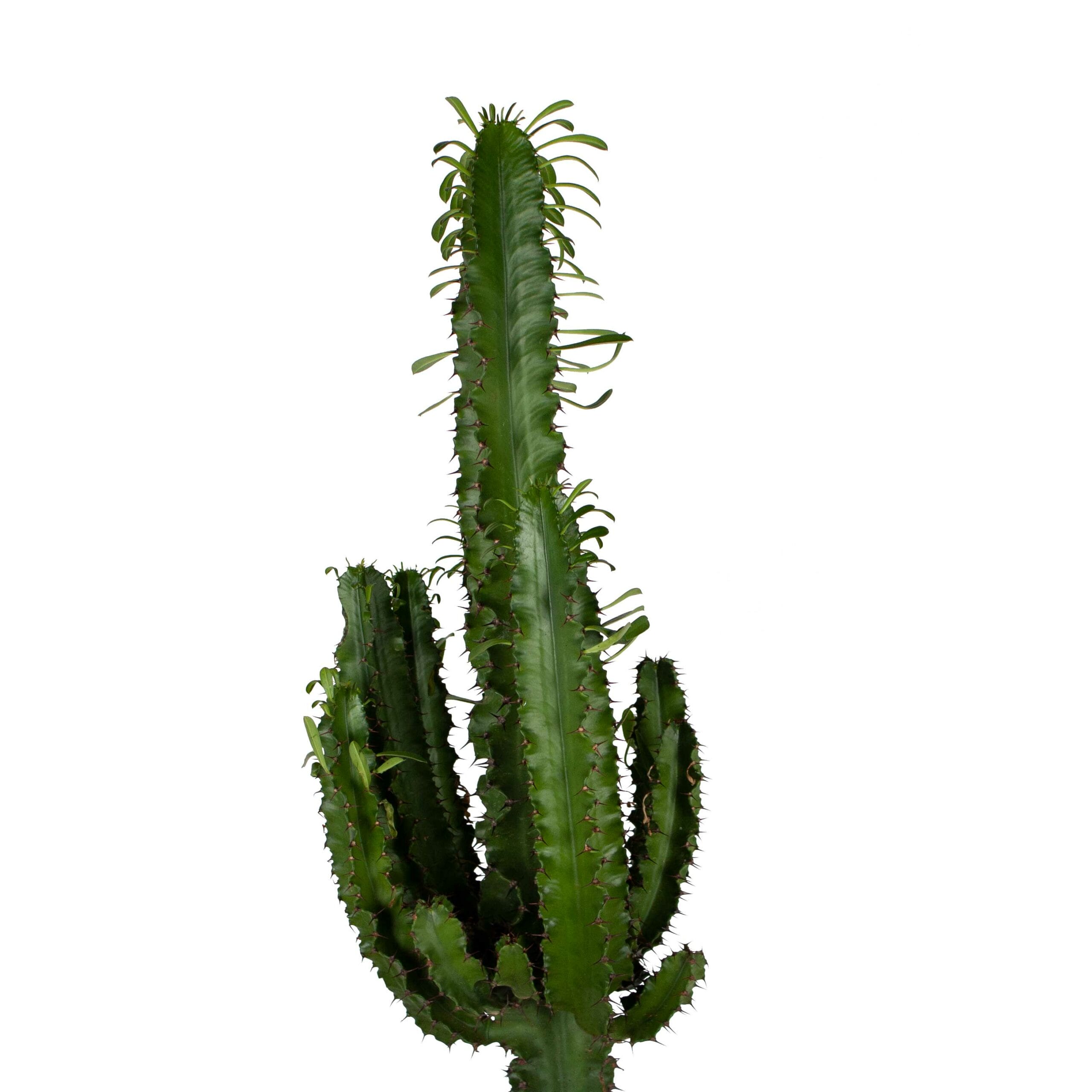 Euphorbia erytrea in toscaanse sierpot met bark ↑ 90 cm ⌀ 20 cm - Afbeelding 4