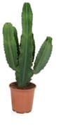 Euphorbia cactus ↑ 75 cm ⌀ 24 cm