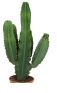 Euphorbia cactus ↑ 75 cm ⌀ 24 cm - Afbeelding 3