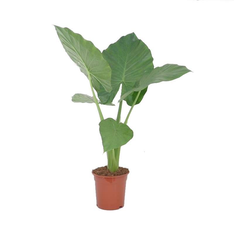 Alocasia Macrorrhiza ↑ 60 cm ⌀ 17 cm