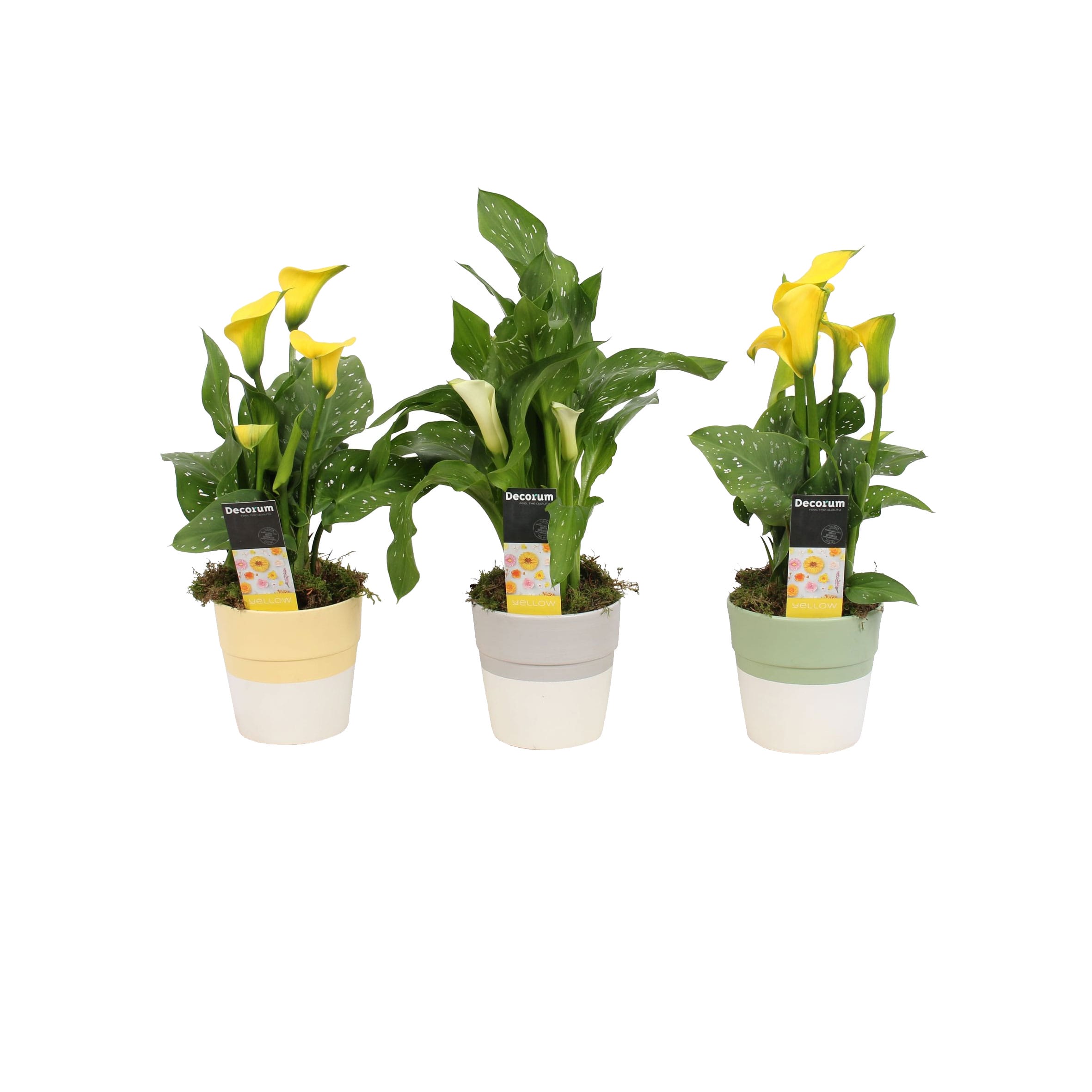 Zantedeschia Aronskelk Geel/Wit in Maxime PASEN ↑ 50 cm ⌀ 13