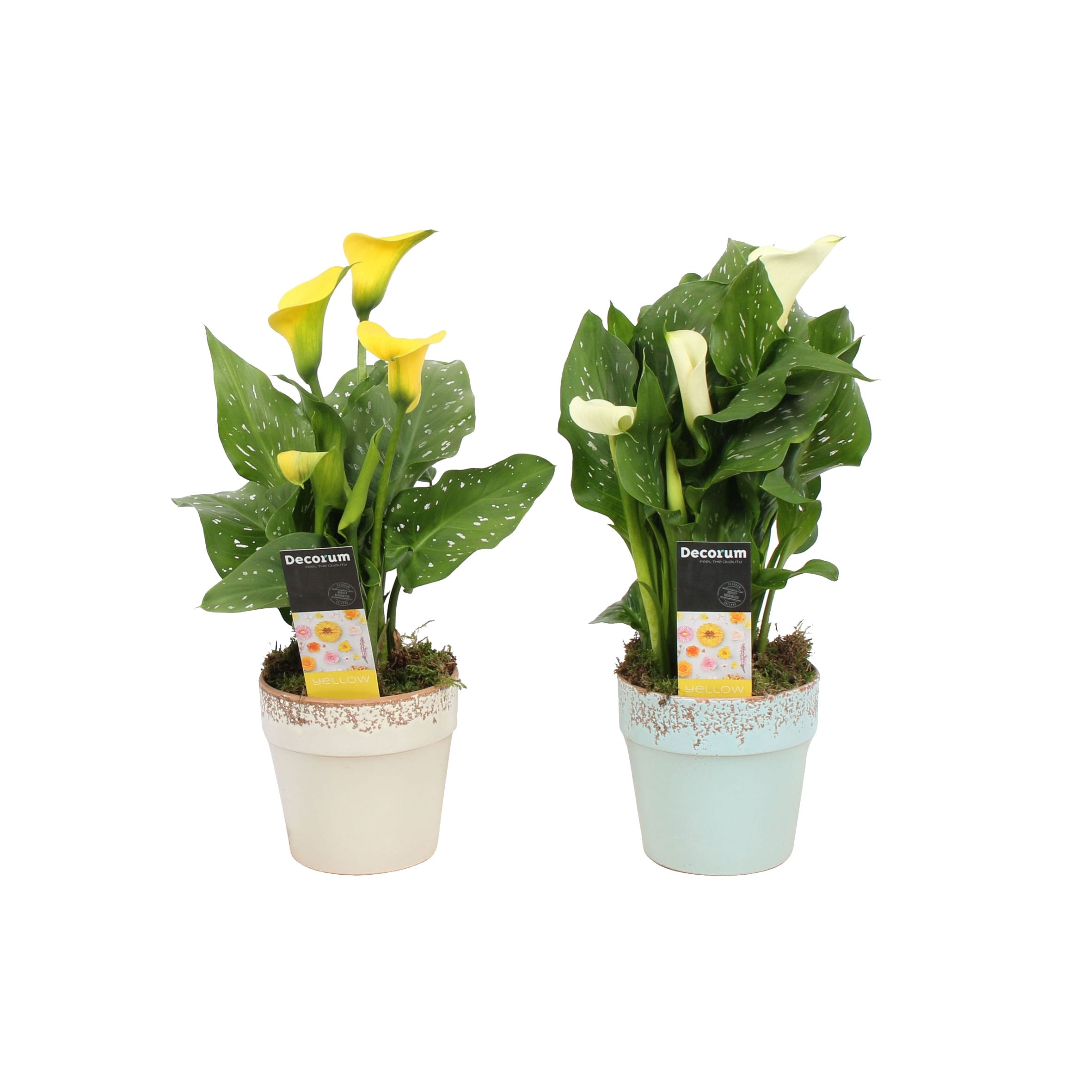 Zantedeschia Aronskelk Geel/WIt in Milou PASEN