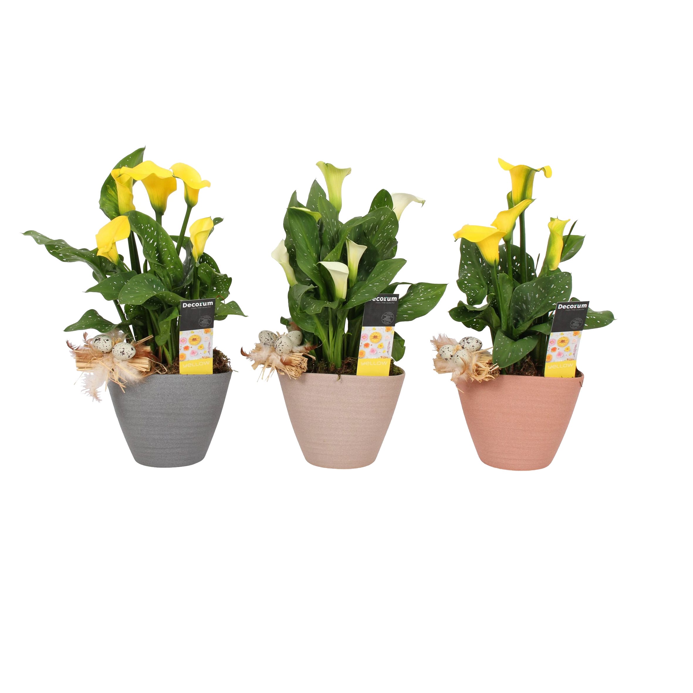 Zantedeschia Aronskelk Geel/Wit Ompot Kaja PASEN ↑ 50 cm ⌀ 13 cm