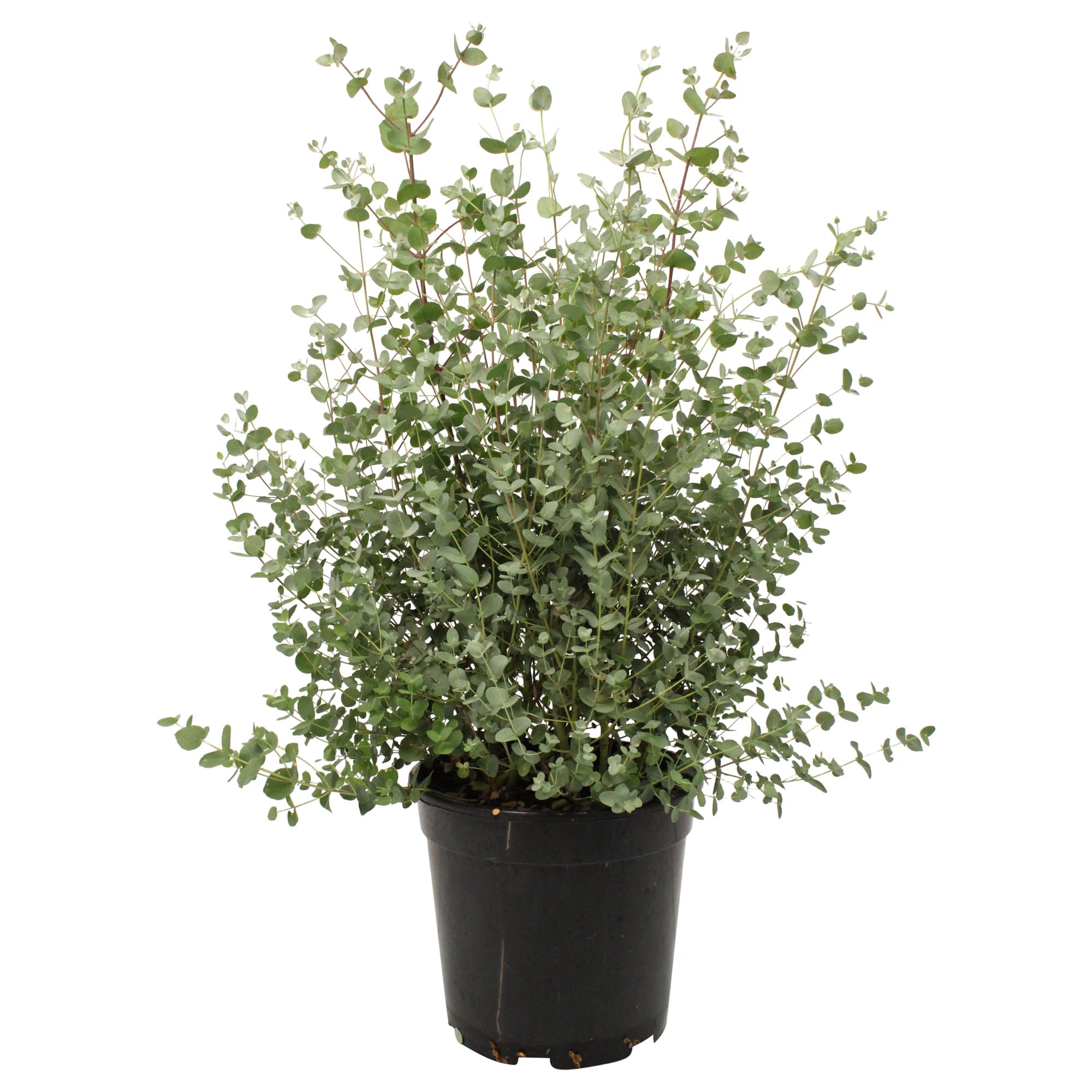 Eucalyptus ↑ 65 cm ⌀ 24